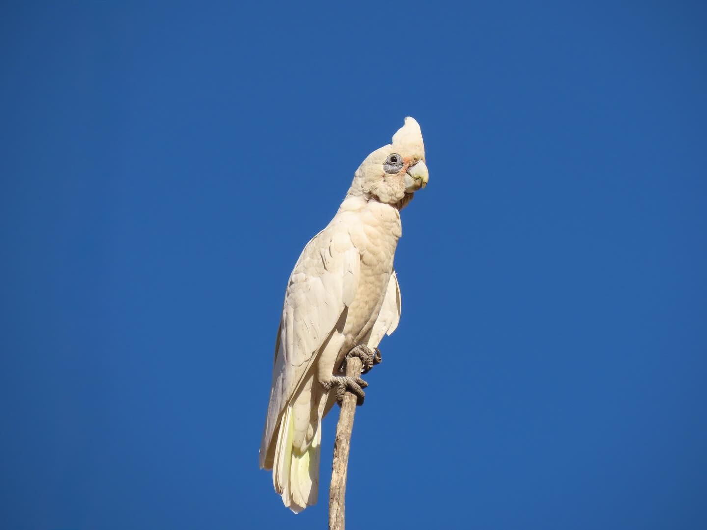 Western Corella perched on a branch