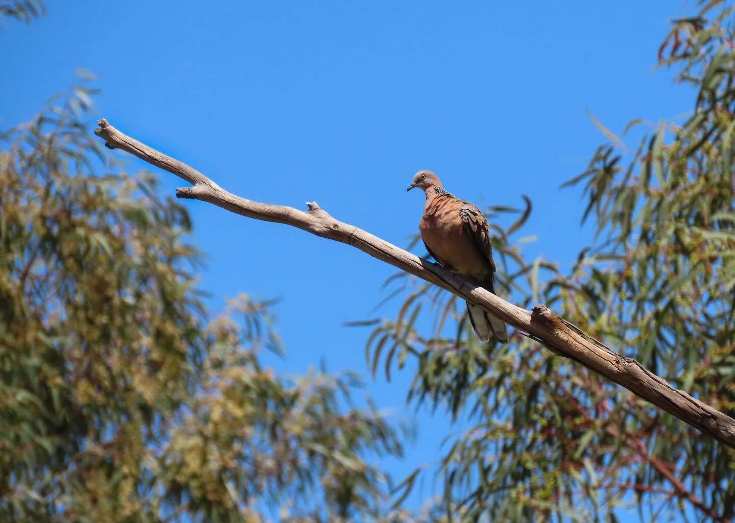 Laughing Dove perched on a branch