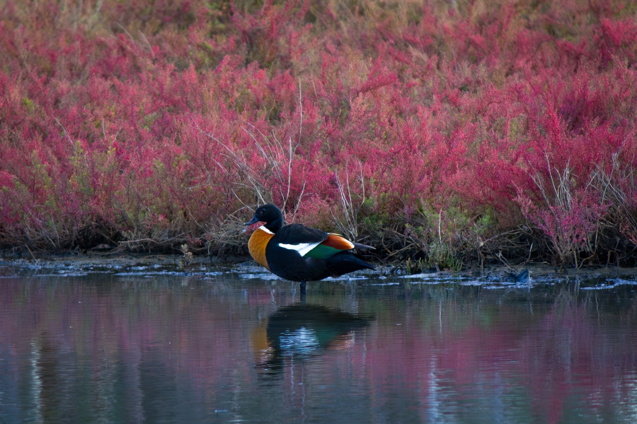 Australian Shelduck at the water's edge
