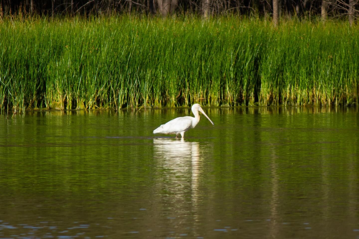 Yellow-billed Spoonbill wading